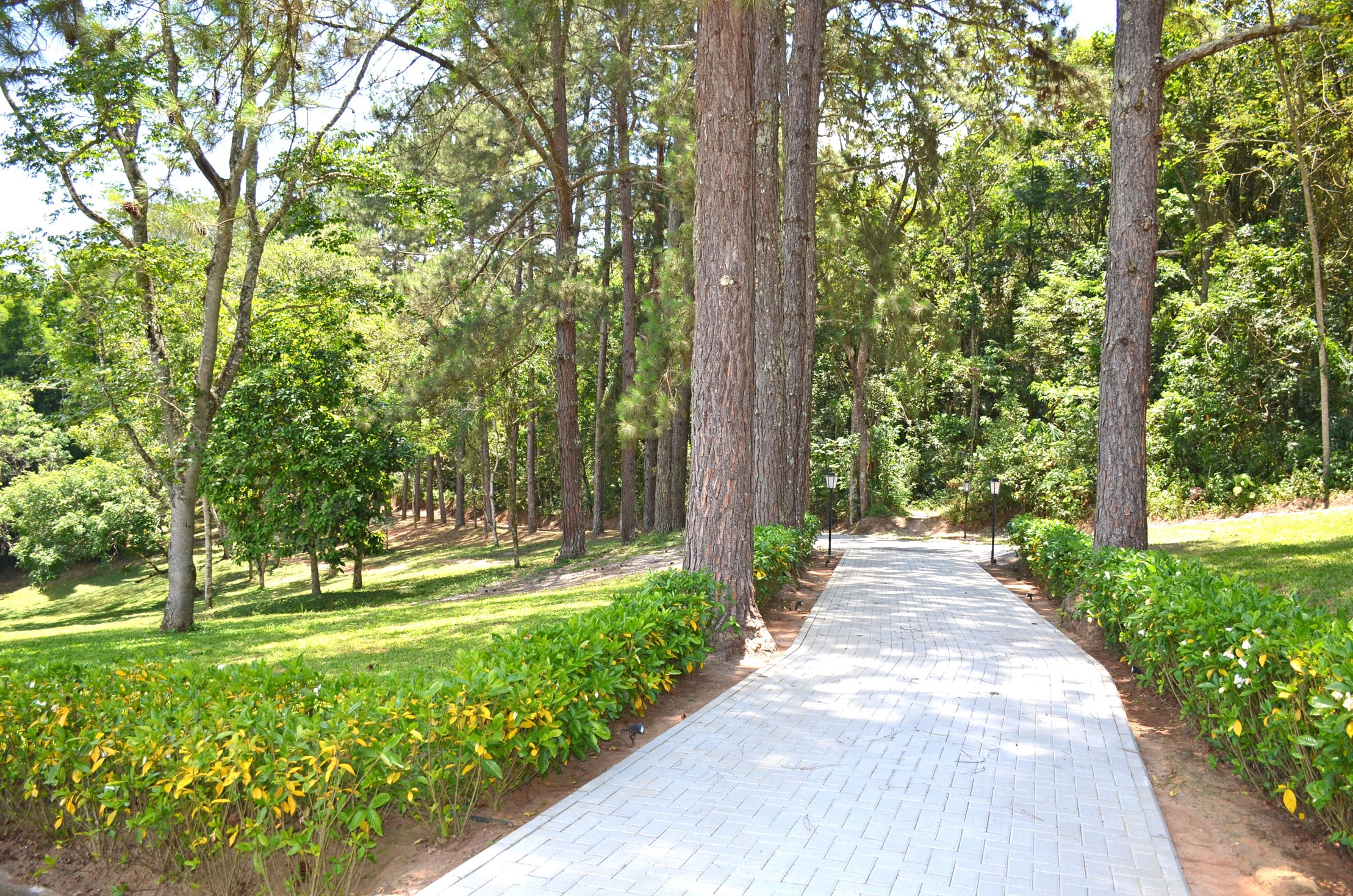 Alameda de pinheiros com calçamento de pedras e jardins cuidados no Eco Espaço