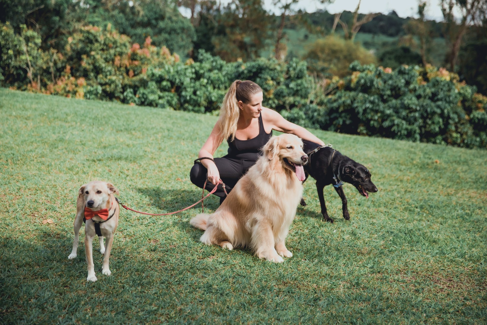 Noiva loira com três cachorros no gramado verde do Eco Espaço — cachorro com gravata borboleta laranja, golden retriever e labrador preto