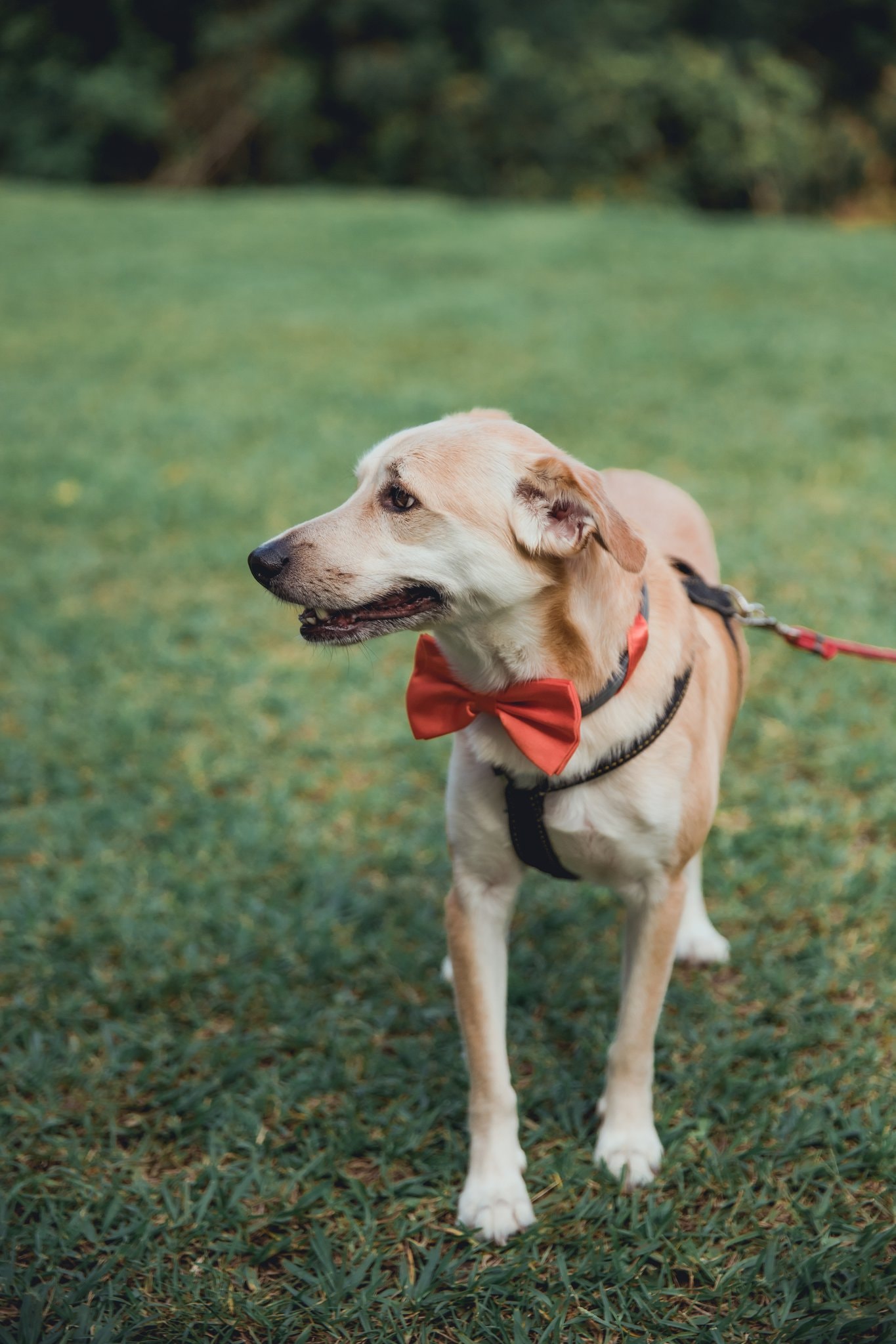 Cachorro bege com gravata borboleta laranja posando no gramado verde do Eco Espaço