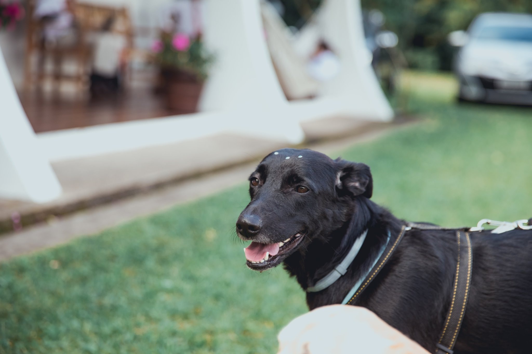 Cachorro preto sorridente com coleira azul no gramado do Eco Espaço com salão ao fundo